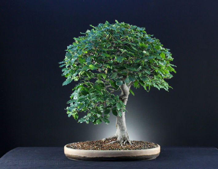 beech bonsai